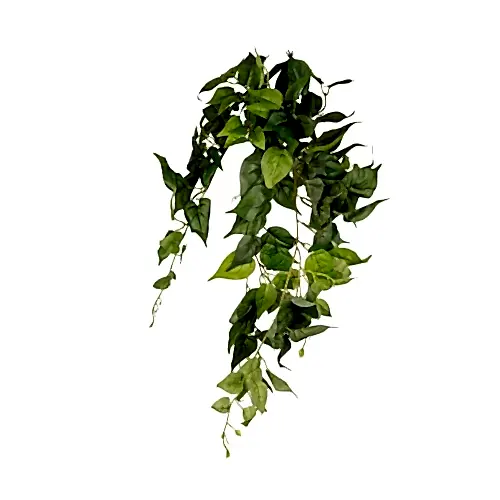 Pathos Hanging Bush (80 CM)