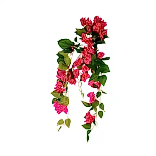 Bougainvillea Hanging Bush (80 CM)