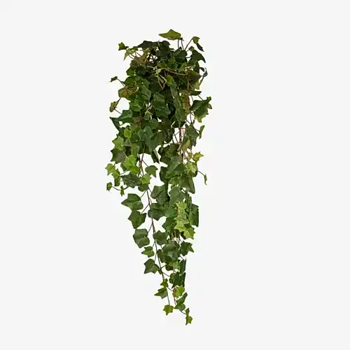 Hedera Hanging Bush (80 CM)