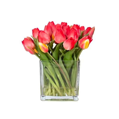 Büyük Kare Cam Vazoda Islak Dokulu Jelli Coral Lale Aranjman (27 CM)