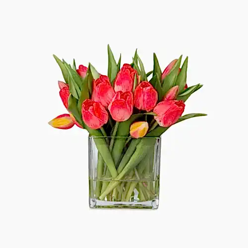 Orta Boy Kare Cam Vazoda Islak Dokulu Jelli Coral Lale Aranjman (25 CM)