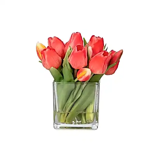 Küçük Boy Kare Cam Vazoda Islak Dokulu Jelli Coral Lale Aranjman (20 CM)